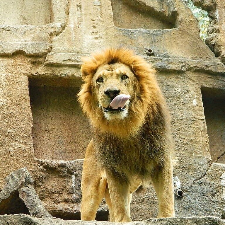 Surabaya
Safari Jaya
#TakeAHike