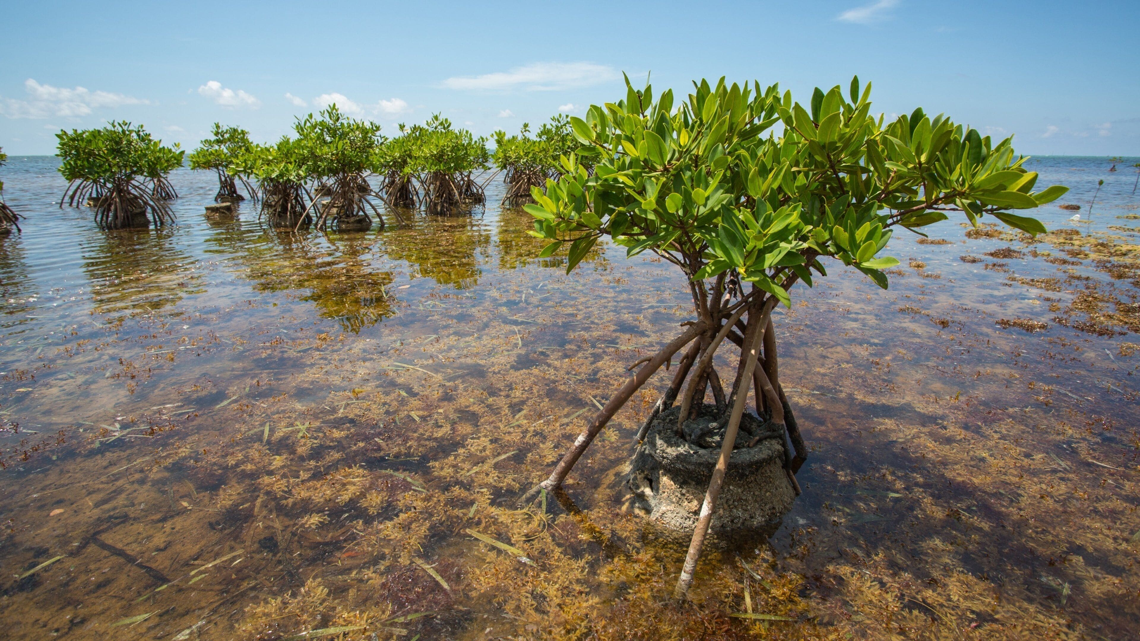 Cayman Islands featuring mangroves and general coastal views