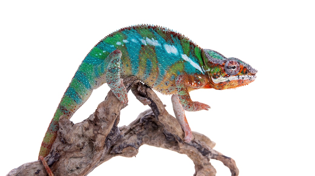 The panther chameleon, Furcifer pardalis on white