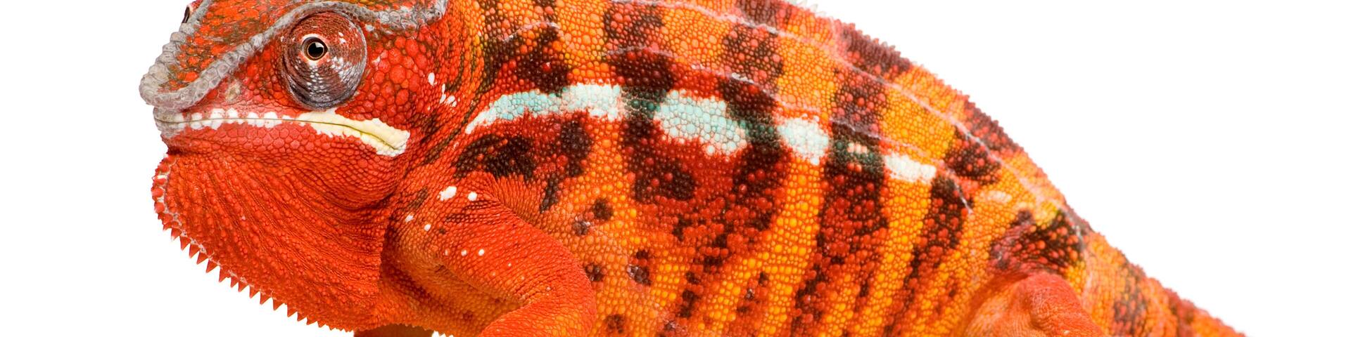 Chameleon Furcifer Pardalis - Sambava (2 years)