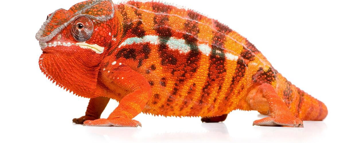 A chameleon with vibrant orange and red colors, prominent scales, and a textured skin pattern.