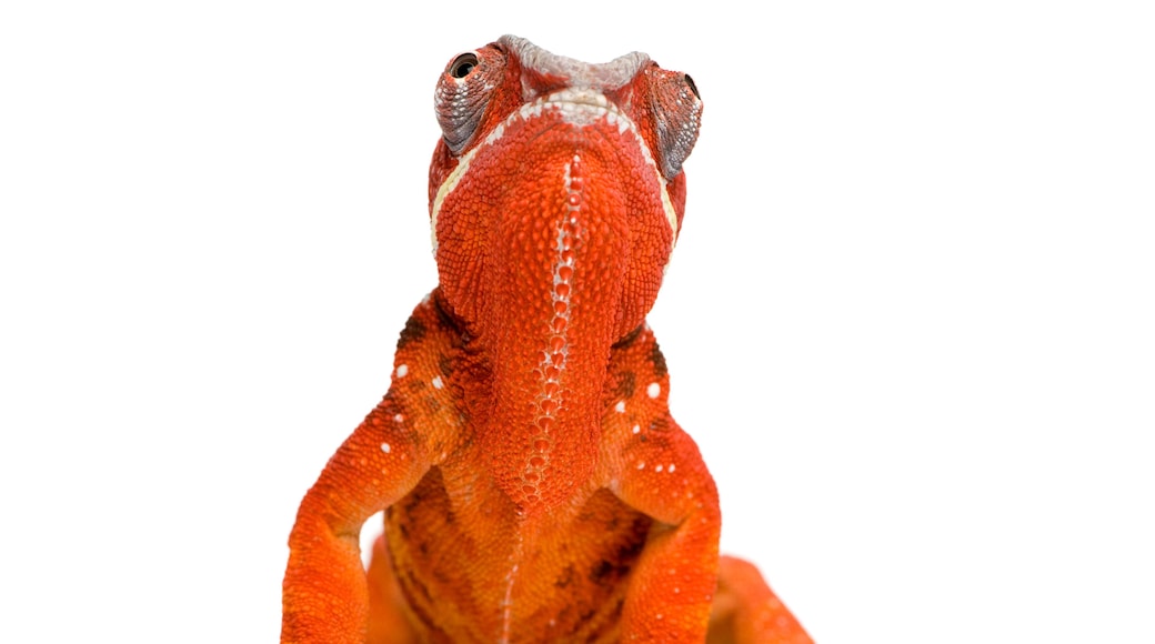 Chameleon Furcifer Pardalis - Sambava (2 years)