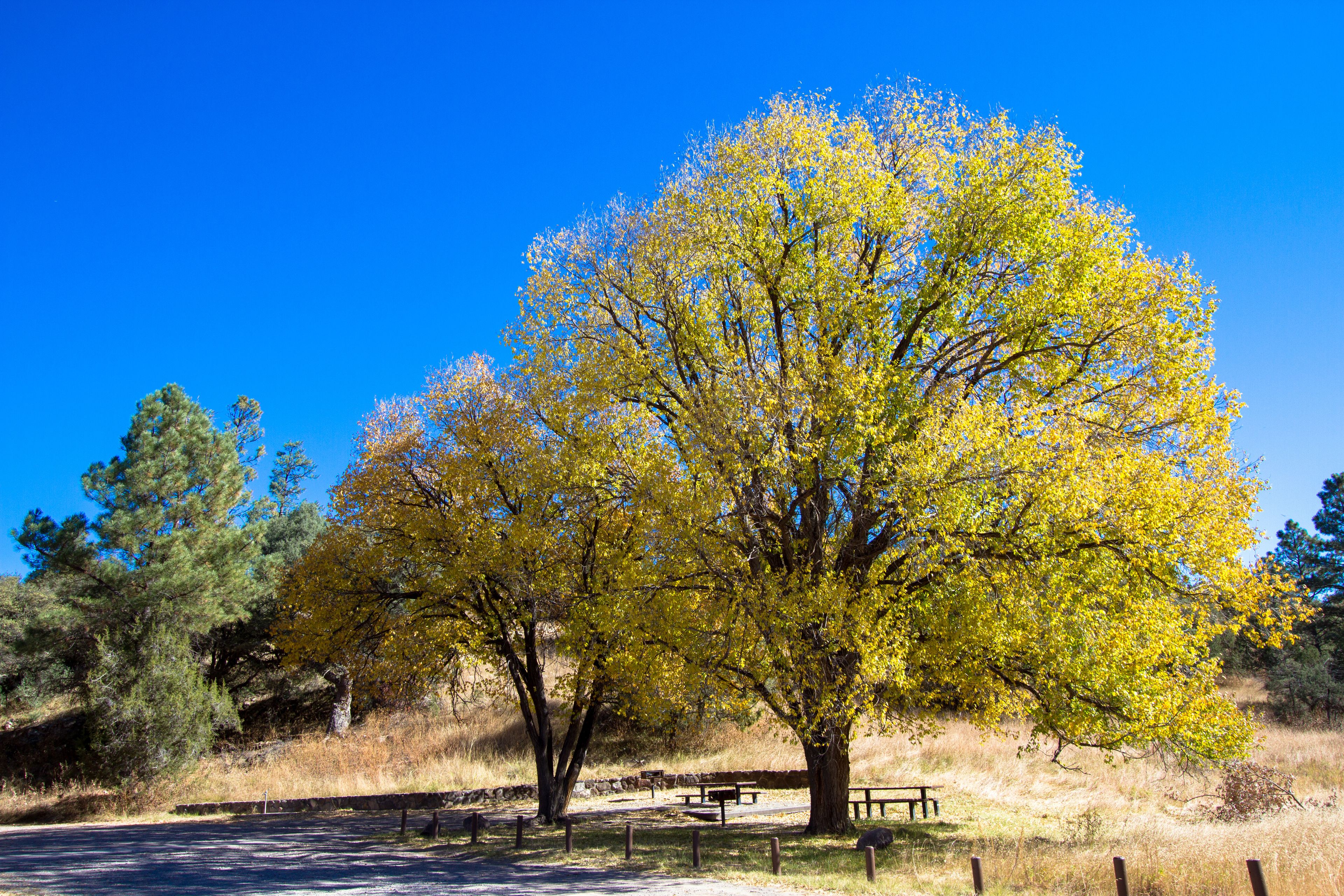 A large tree with yellow leaves in a park with picnic tables and a clear blue sky.