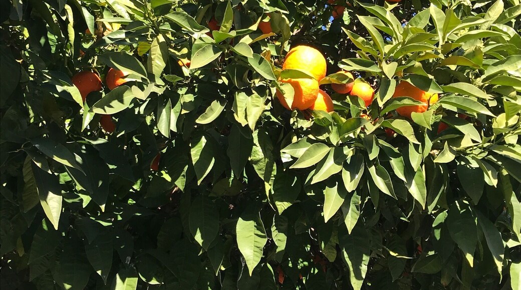 Plenty of oranges in Seville