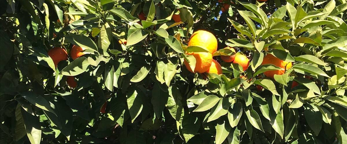 Plenty of oranges in Seville