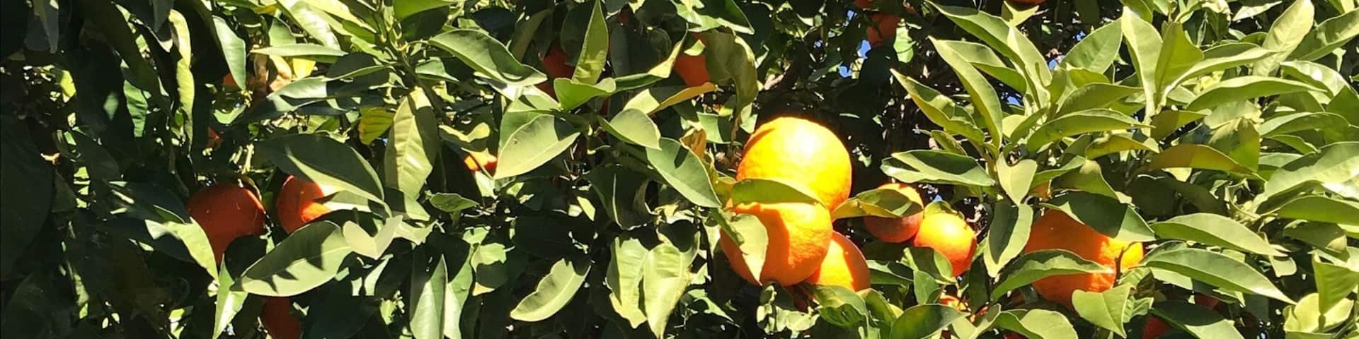 Plenty of oranges in Seville