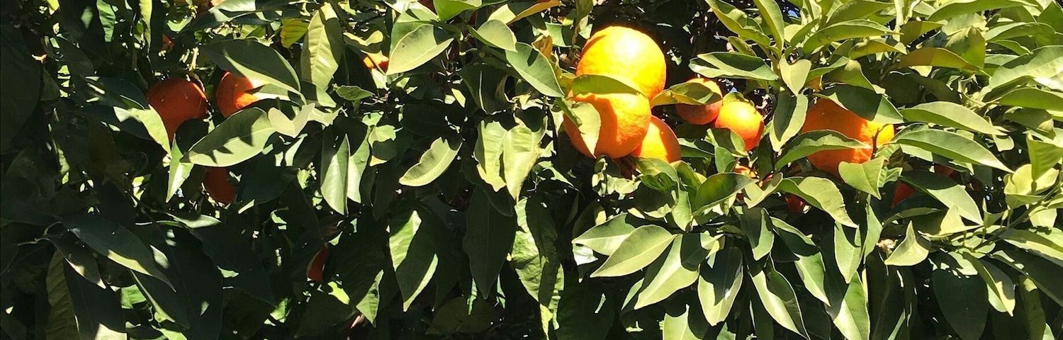 Plenty of oranges in Seville