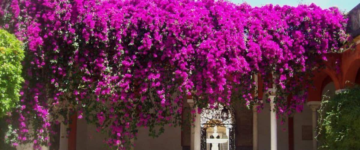 Beautiful old Palace in the heart of Sevilla with gorgeous garden.