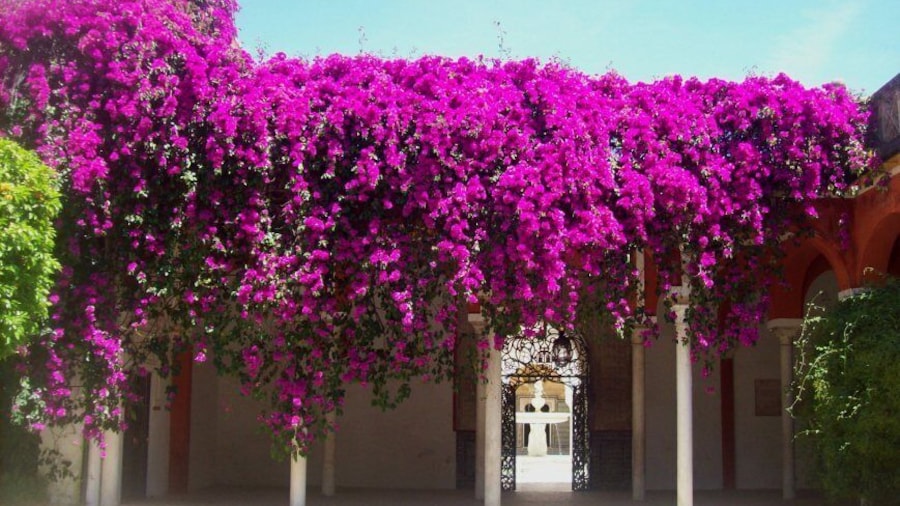 Beautiful old Palace in the heart of Sevilla with gorgeous garden.