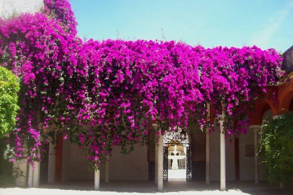 Un bâtiment dont l’entrée est recouverte d’une plante grimpante aux fleurs roses.