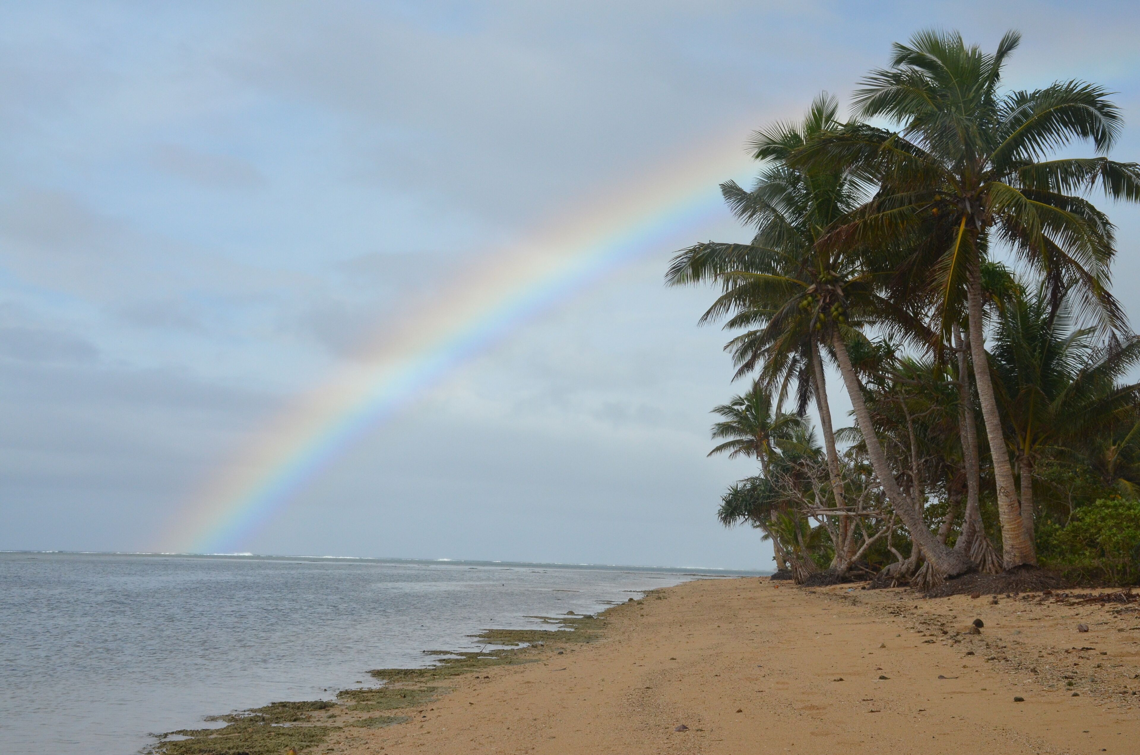 A beach with palm trees and a rainbow.