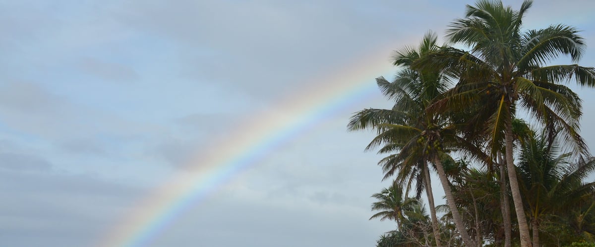 A beach with palm trees and a rainbow.