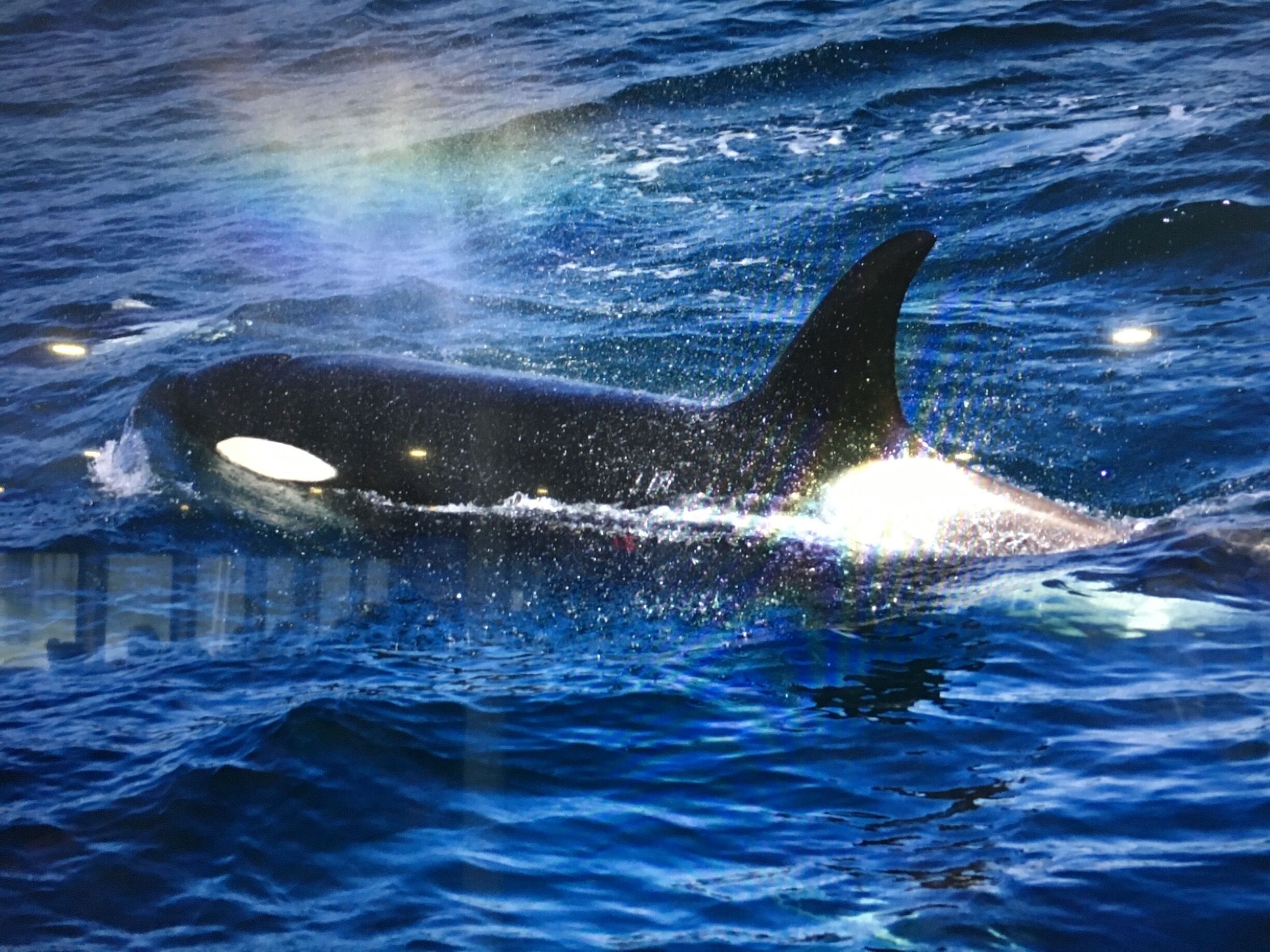 After arriving in Seward we were met by a guide from Major Marine Tours and had the best sea adventure ever in the Kenia Fjords National Park. A National Park Range helped as guide. Just as we left the Seward Harbor there was a a pair of  Bald Eagle, followed by ottters, multiple pods of Orcas, and lunch at a Glacier.