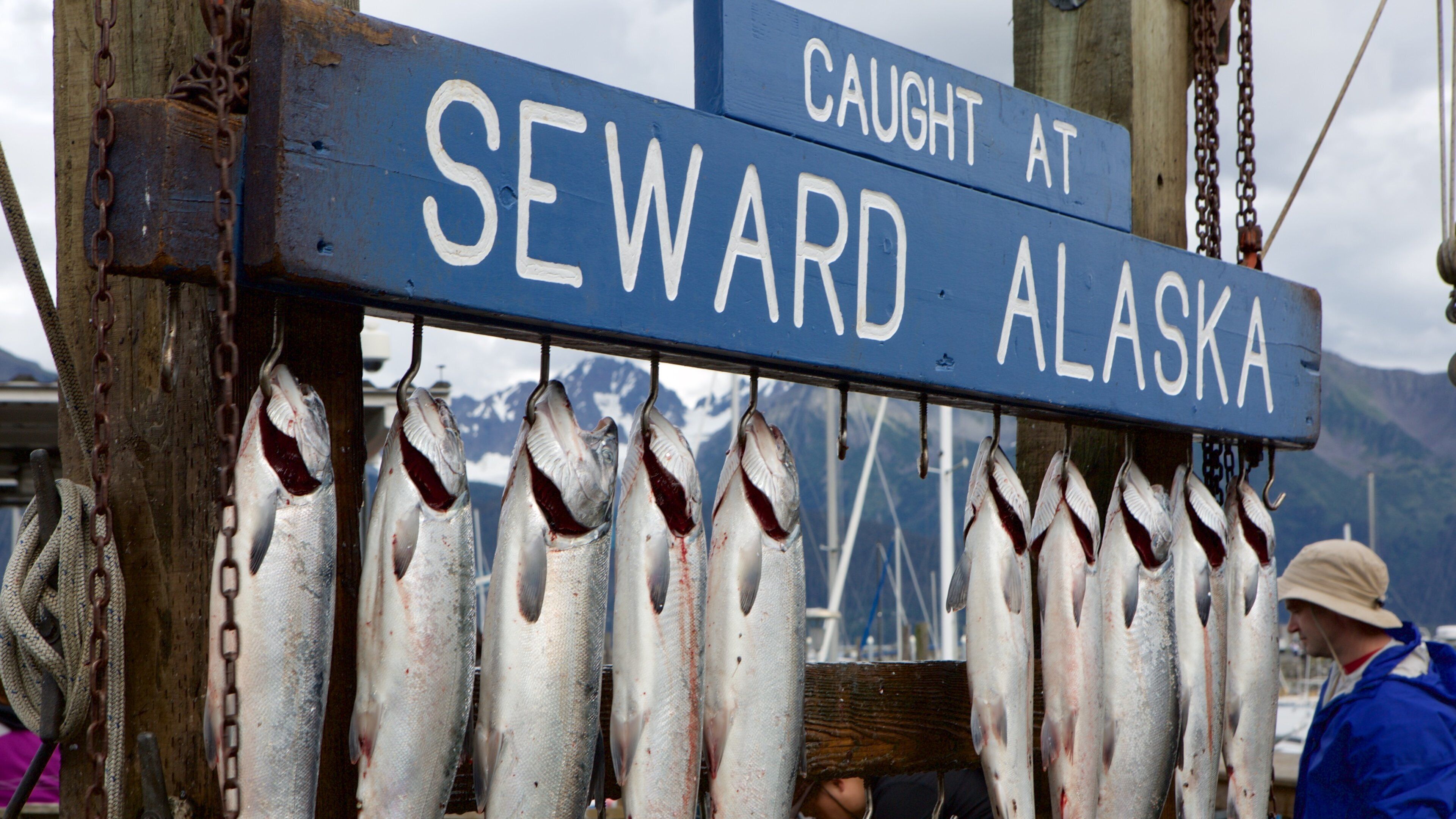 A sign reading "Caught at SEWARD ALASKA" with several fish hanging below it.