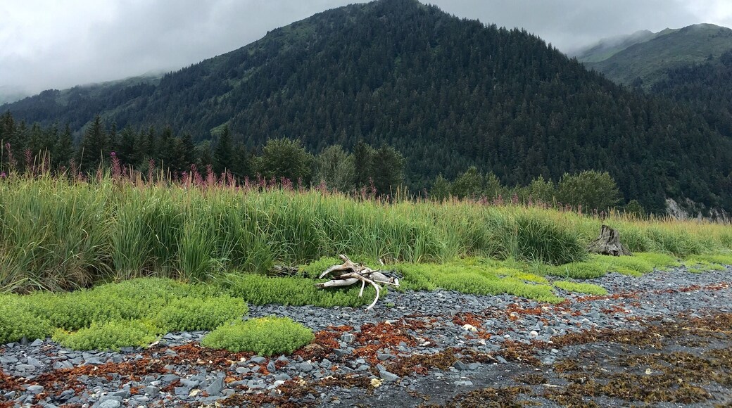 We are on the beach looking inland...