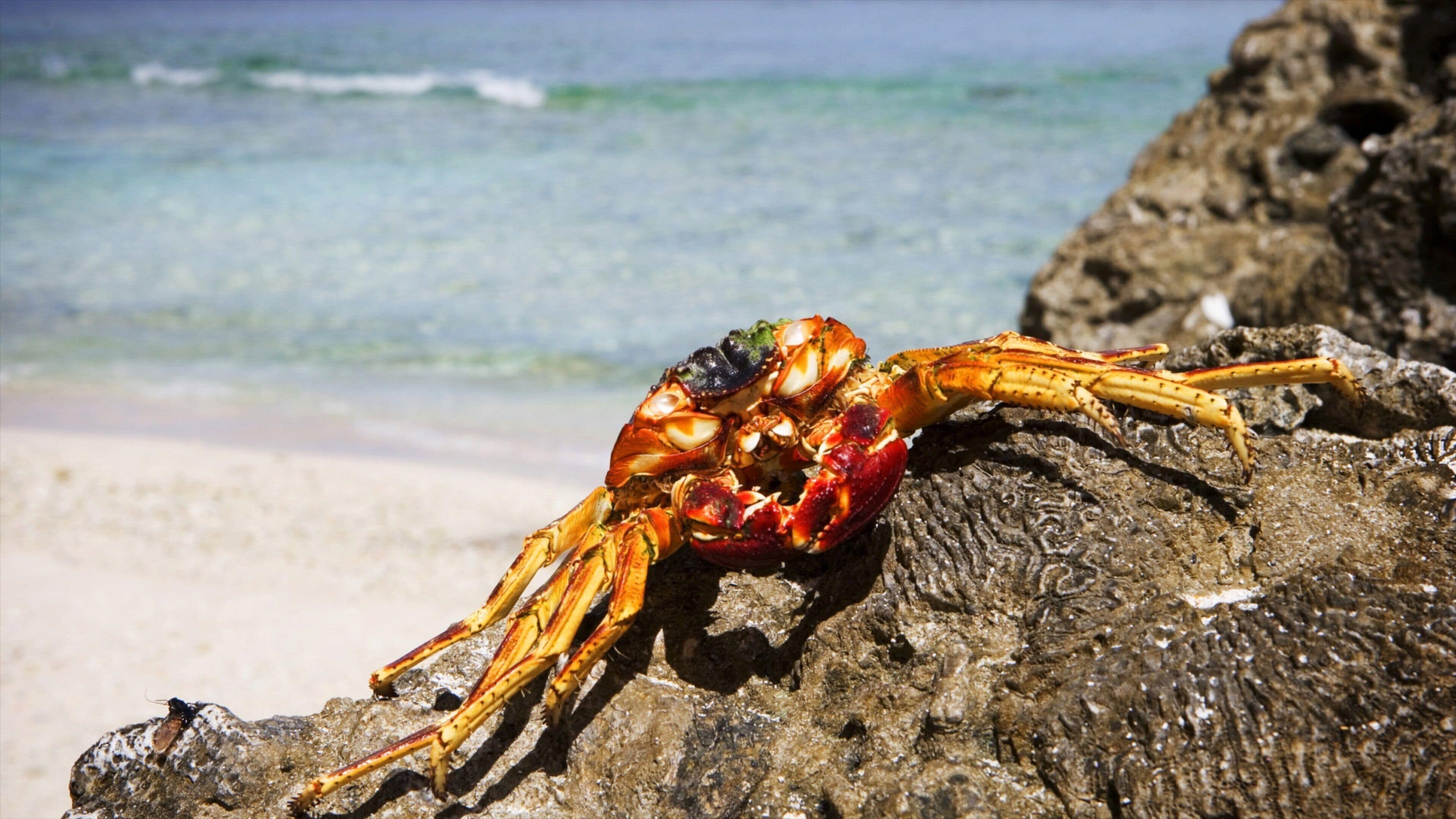 Atiu showing a sandy beach and marine life
