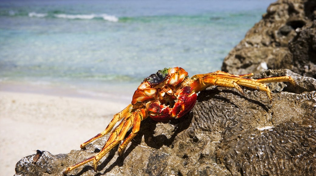 Atiu showing a sandy beach and marine life