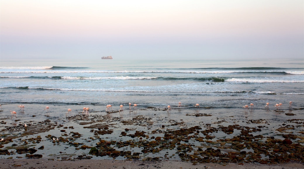 Swakopmund joka esittää linnusto, auringonlasku ja yleiset rantanäkymät