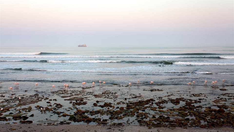 Swakopmund mostrando aves, vista general a la costa y olas