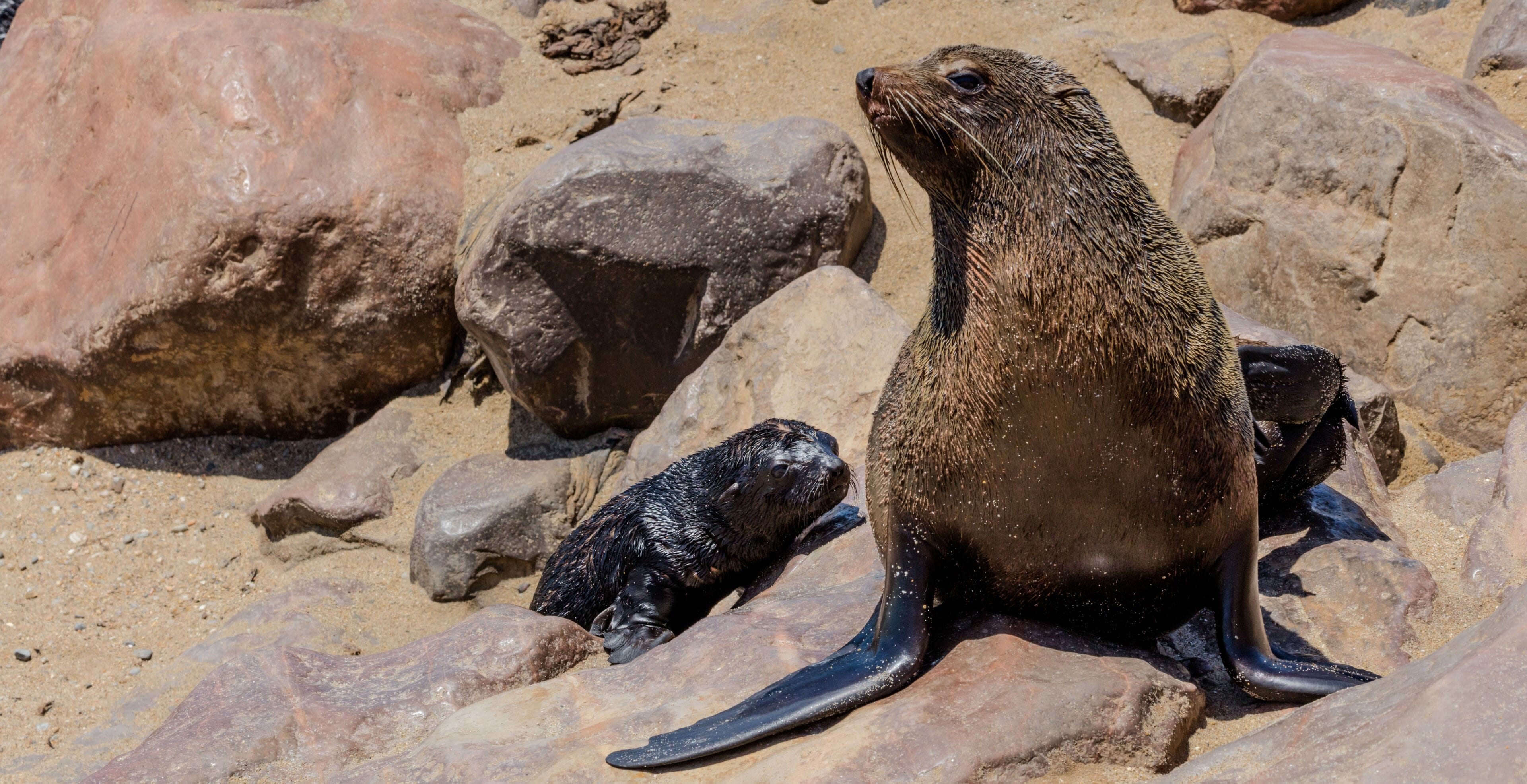 A seal with its pup on a rocky beach.