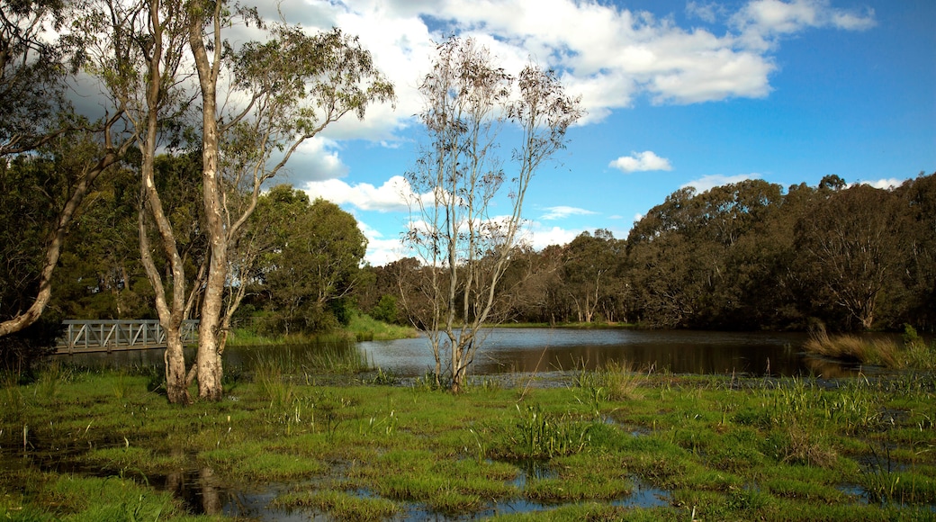 Wetland in Australia