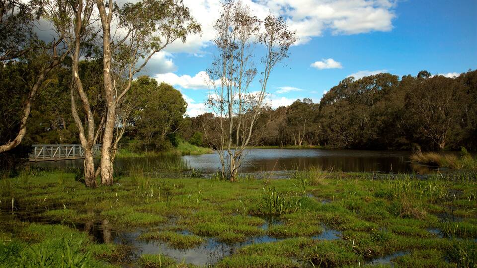 Wetland in Australia