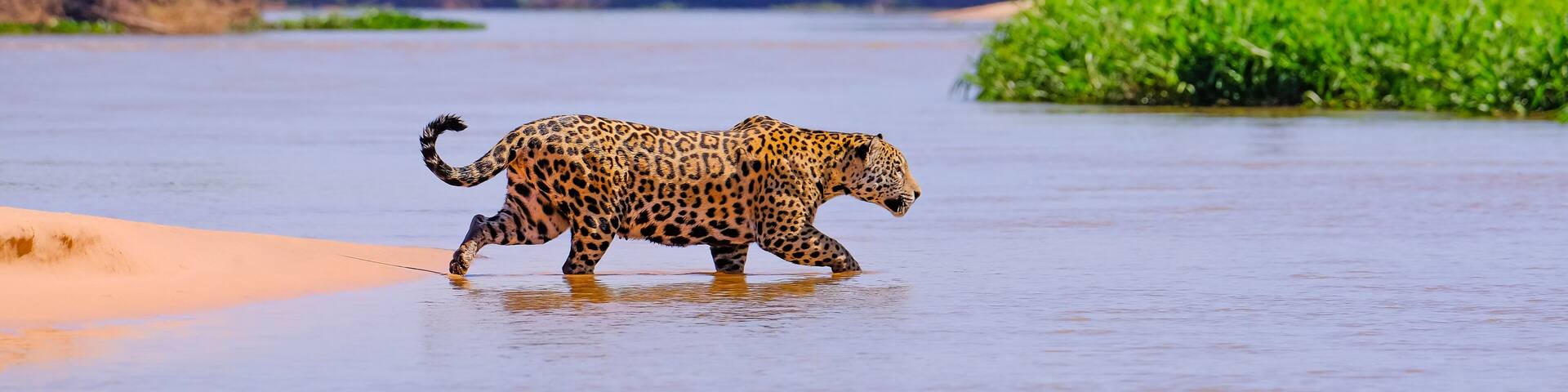 Jaguar, Panthera Onca, Female, observed by unrecognizable tourists crossing Cuiaba River, Pantanal, Brazil