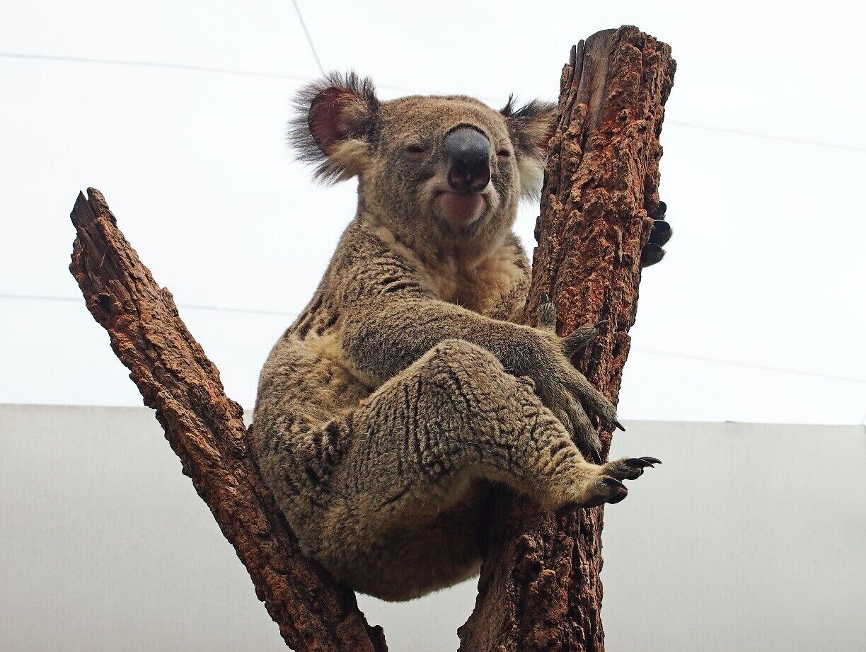 Een koala die op een tak zit.