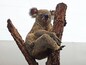 Un koala sentado en una rama de árbol.