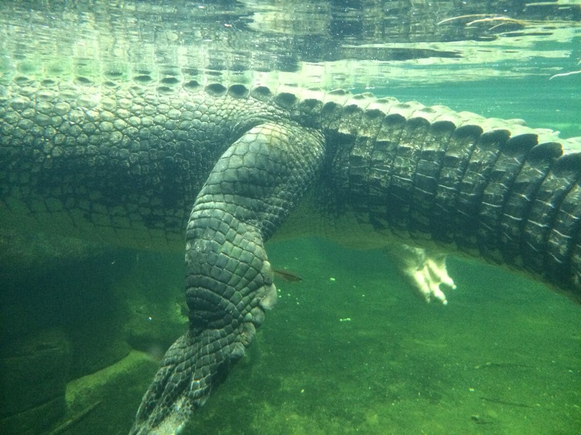 An underwater view of a large reptile, likely an alligator, swimming in a clear water body.