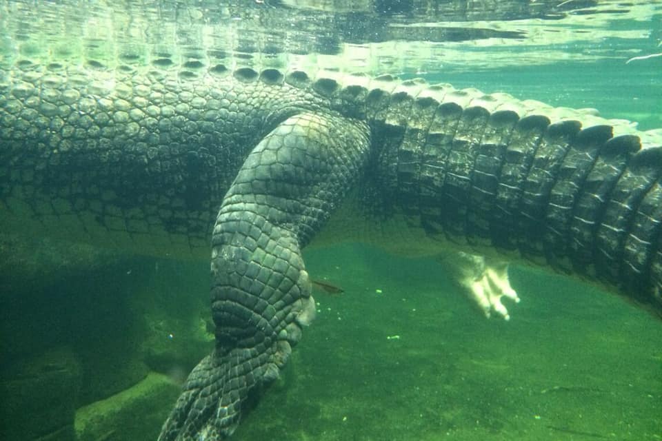An underwater view of a large reptile, likely an alligator, swimming in a clear water body.