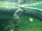 An underwater view of a large reptile, likely an alligator, swimming in a clear water body.