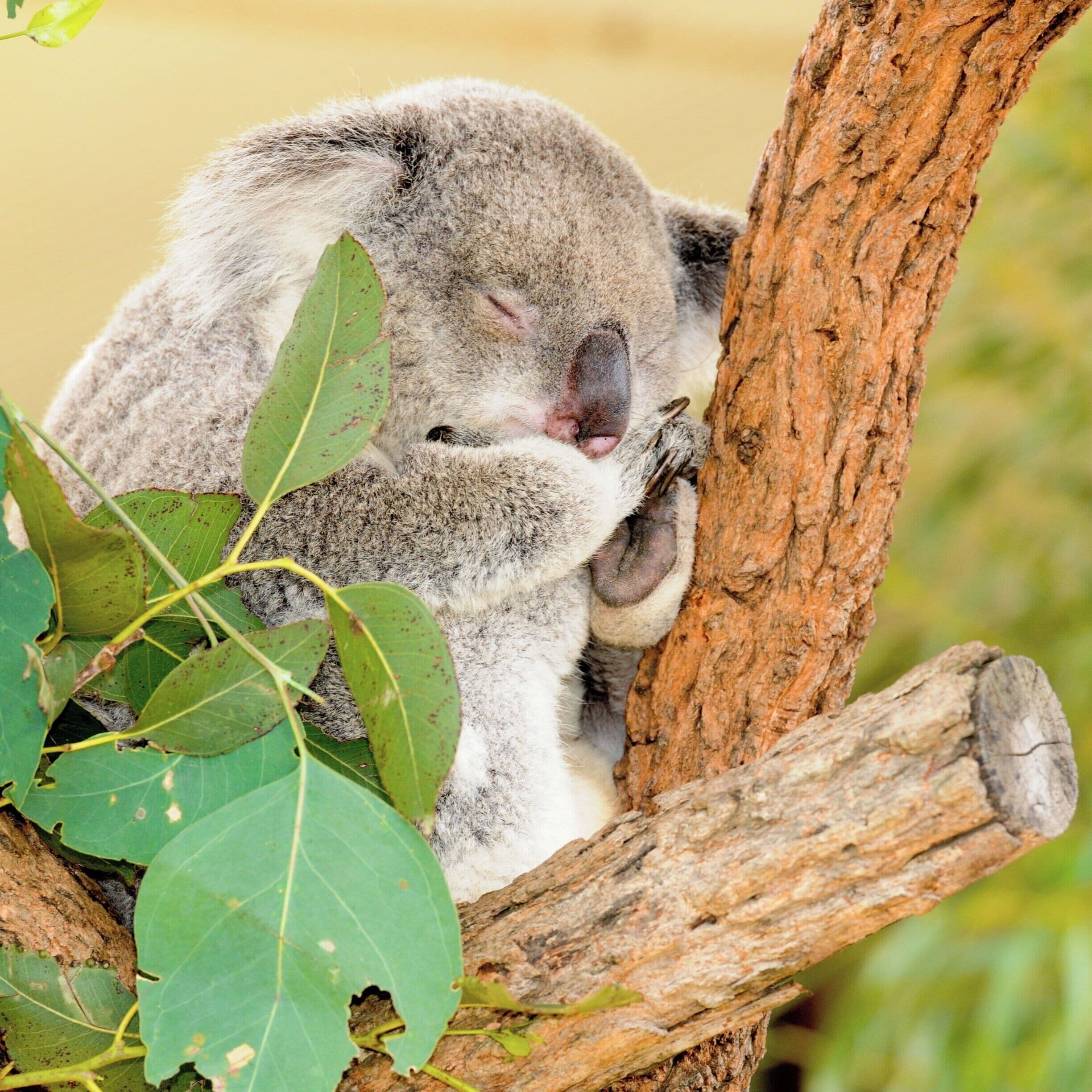 A is for...  Adorable !

I was impressed by this smallish attraction that packed a big punch. 

The Croc exhibit was amazing and probably my favorite part. The facilities are well maintained and the whole experience is laid out in a very thoughtful manner. 

Be sure and check the schedule for the daily shows, feeding times, and "encounters". 

Go in the afternoon, mornings are school field trips and busloads of tourists. If you are staying at a nicer hotel with a concierge they can always get you discounted tickets and advise you on the best times to visit attractions often with good advise on nearby places to eat or see - Use the concierge ( don't forget to tip ) and it will pay off and your experiences will be better!

