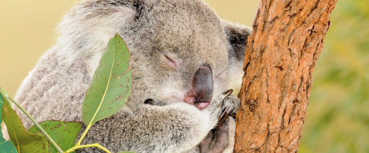 A is for... Adorable !
I was impressed by this smallish attraction that packed a big punch.
The Croc exhibit was amazing and probably my favorite part. The facilities are well maintained and the whole experience is laid out in a very thoughtful manner.
Be sure and check the schedule for the daily shows, feeding times, and "encounters".
Go in the afternoon, mornings are school field trips and busloads of tourists. If you are staying at a nicer hotel with a concierge they can always get you discounted tickets and advise you on the best times to visit attractions often with good advise on nearby places to eat or see - Use the concierge ( don't forget to tip ) and it will pay off and your experiences will be better!
