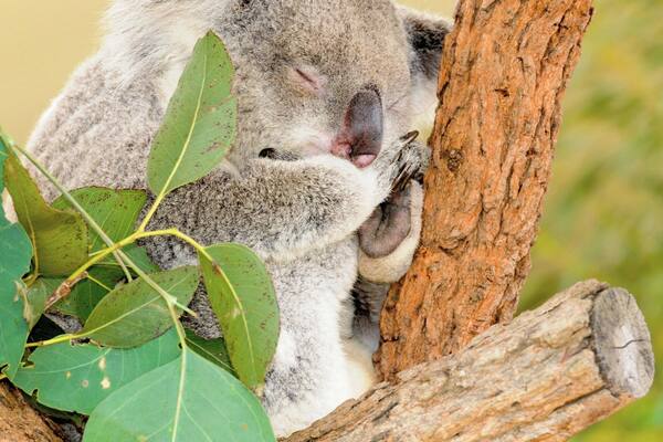 A is for... Adorable !
I was impressed by this smallish attraction that packed a big punch.
The Croc exhibit was amazing and probably my favorite part. The facilities are well maintained and the whole experience is laid out in a very thoughtful manner.
Be sure and check the schedule for the daily shows, feeding times, and "encounters".
Go in the afternoon, mornings are school field trips and busloads of tourists. If you are staying at a nicer hotel with a concierge they can always get you discounted tickets and advise you on the best times to visit attractions often with good advise on nearby places to eat or see - Use the concierge ( don't forget to tip ) and it will pay off and your experiences will be better!