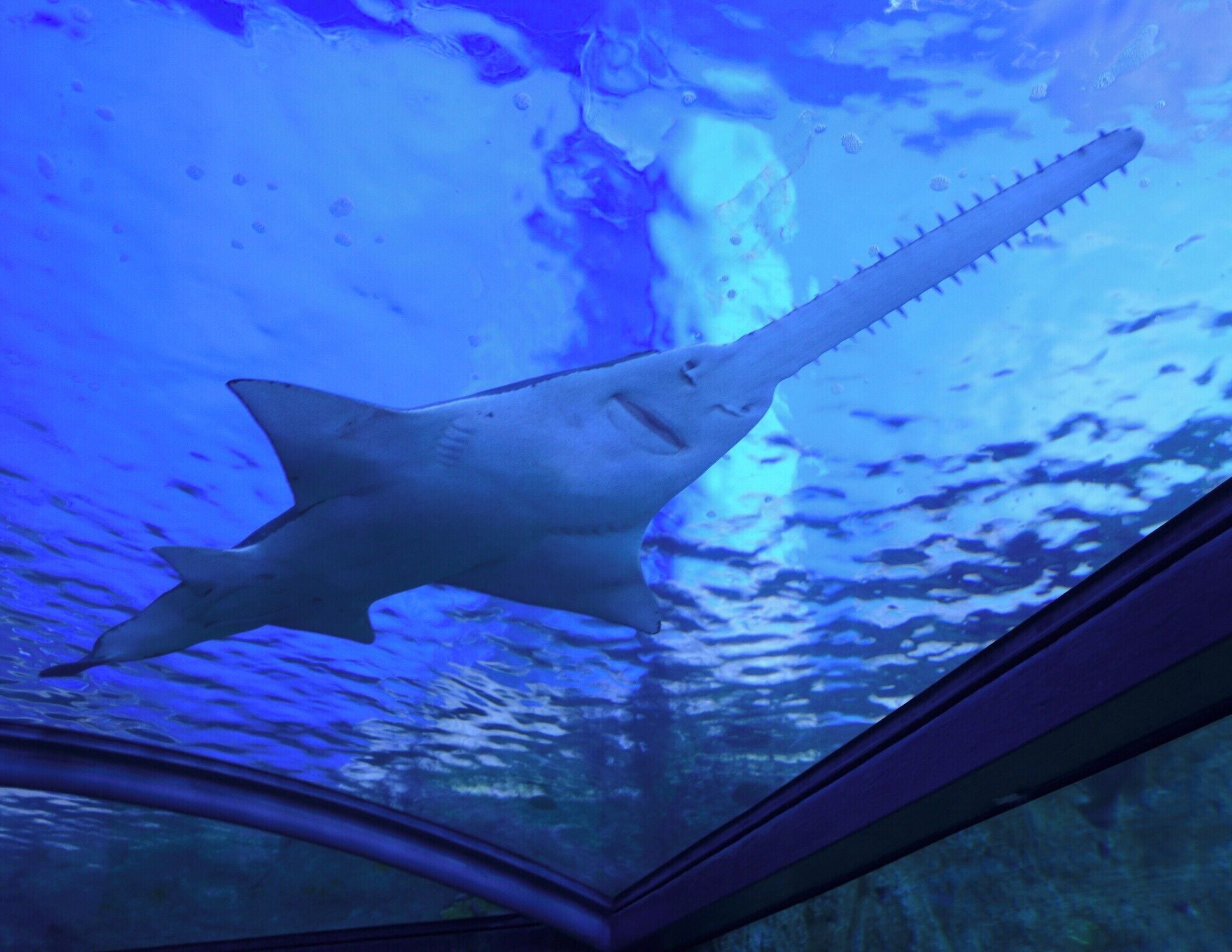 This is a nice enough aquarium and if you have kids to distract for a half day... this is perfect. 
Turn em' loose and pick them up at the end.   Avoid first thing in the mornings when busloads of kids and tourists will give new meaning to chaos. #Blue