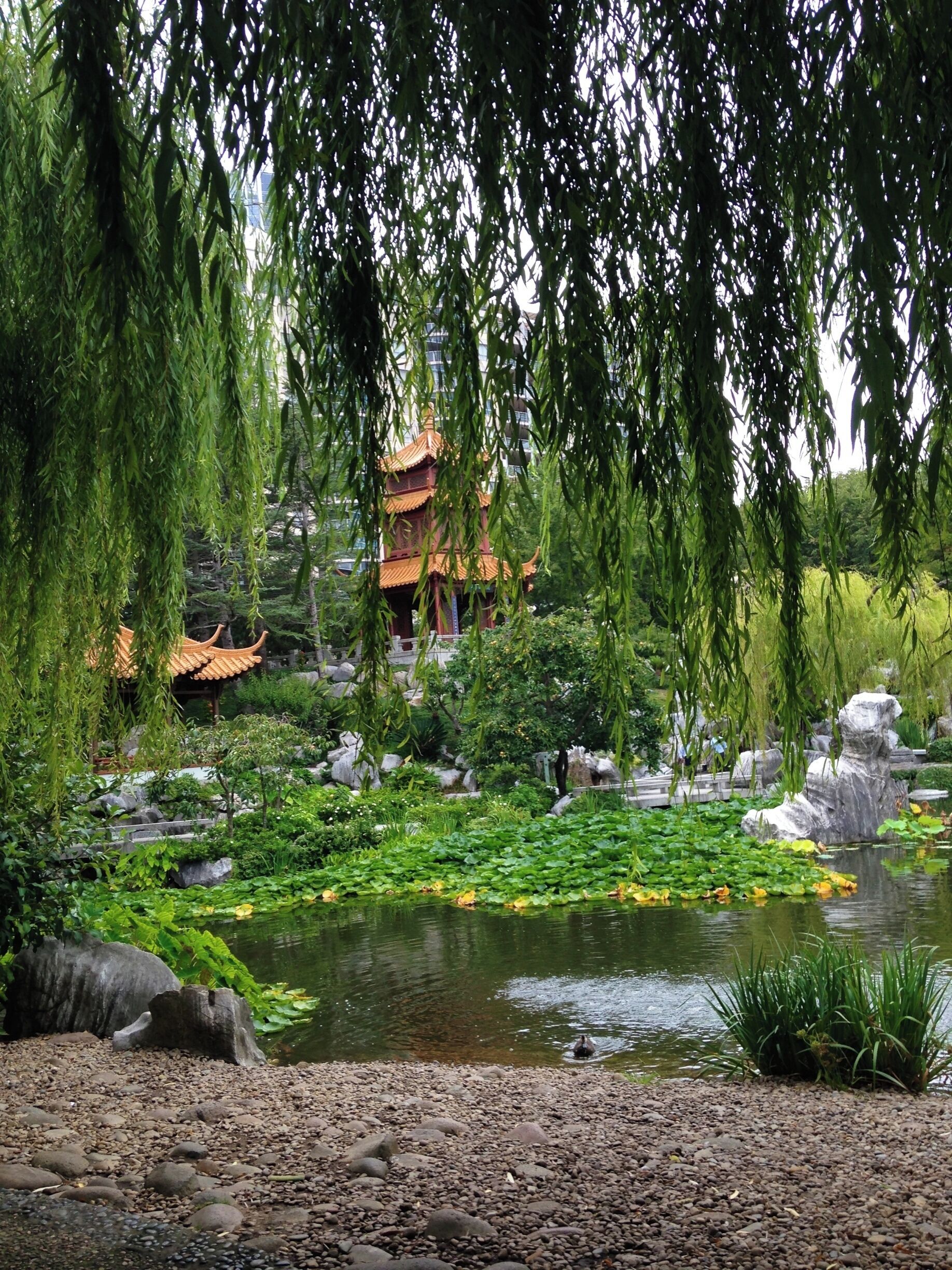 A surprising, but welcome break from the bustle of the CBD. These beautiful Chinese  gardens made for a wonderful afternoon.
