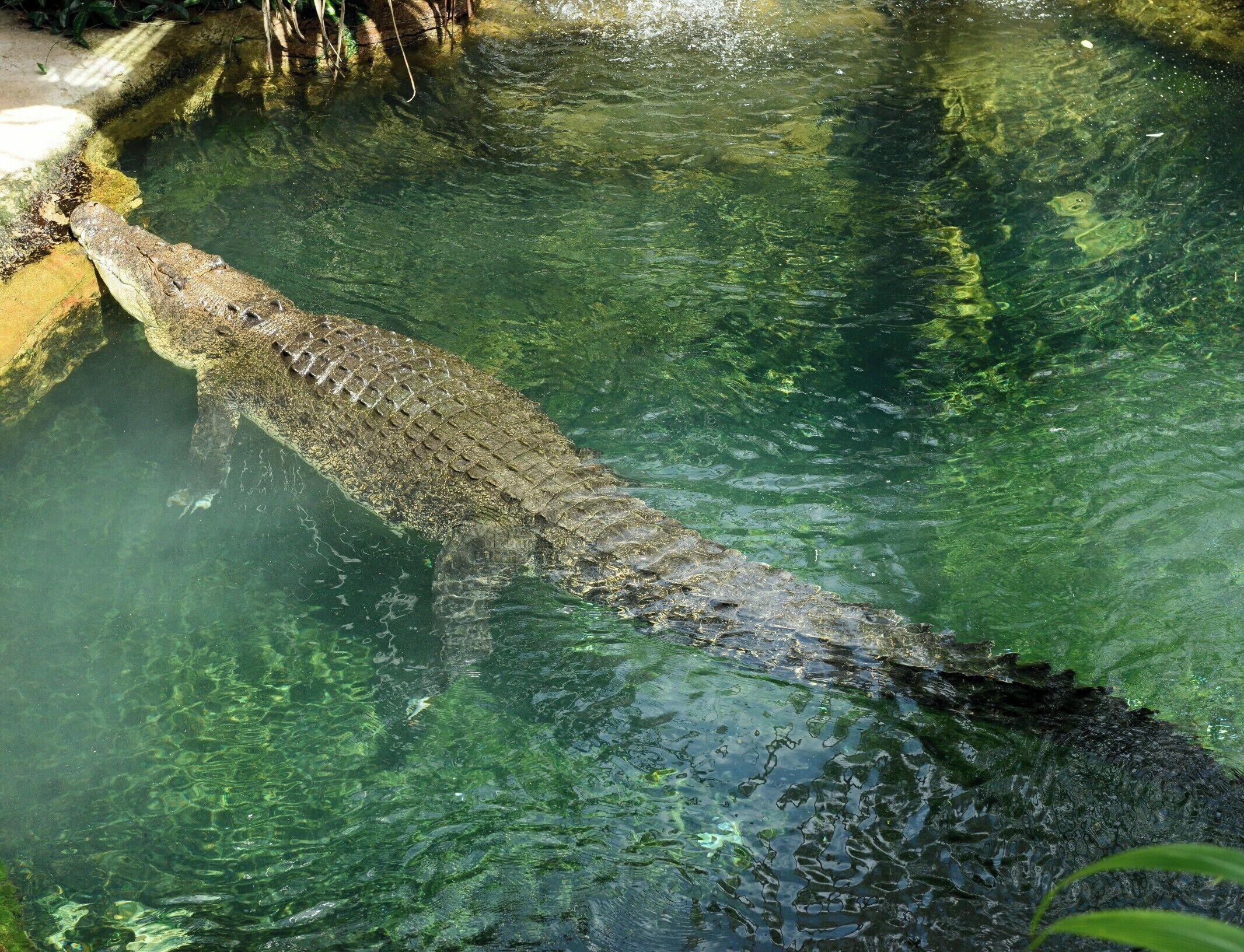 One BIG Croc, Probably about!
I was impressed by this smallish attraction that packed a big punch.   The Croc exhibit was amazing and probably my favorite part. The facilities are well maintained and the whole experience is laid out in a very thoughtful manner.   
Be sure and check the schedule for the daily shows, feeding times, and "encounters".   Go in the afternoon, mornings are school field trips and busloads of tourists. 
If you are staying at a nicer hotel with a concierge they can always get you discounted tickets and advise you on the best times to visit attractions often with good advise on nearby places to eat or see - Use the concierge ( don't forget to tip ) and it will pay off and your experiences will be better!