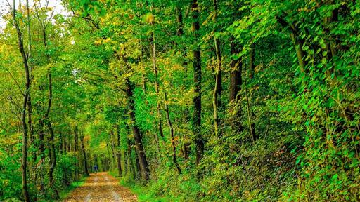 Oberalm cycle path along the Salzach river just outside Salzburg.