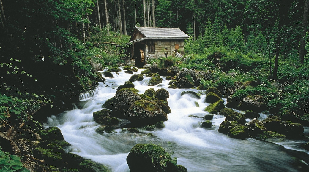 Golling an der Salzach caracterizando cenas de floresta, córrego e um rio ou córrego