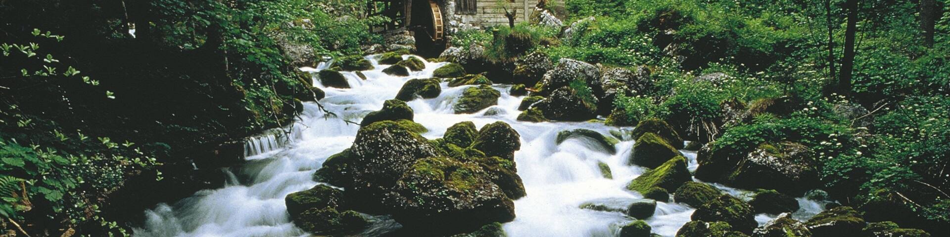 Golling an der Salzach montrant rapides, riviĂšre ou ruisseau et scĂšnes forestiĂšres