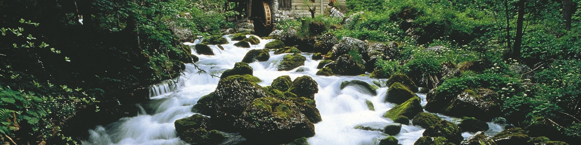 Golling an der Salzach que incluye paisajes forestales, rápidos y un río o arroyo