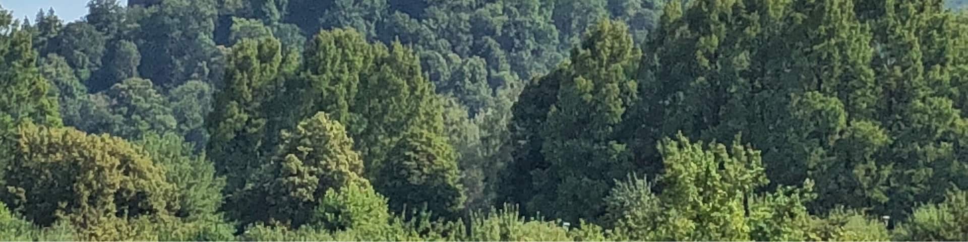 We spotted this driving to the Untersbergbahn/ cable car South of Salzburg. Great view of the Howensalzburg Fortress with trees below it.