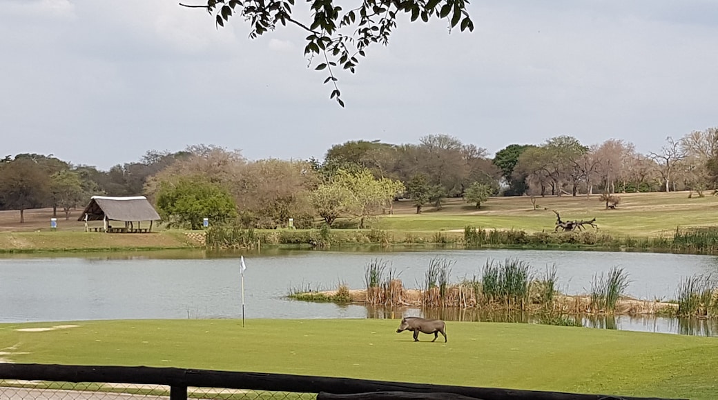 Listed as one of the most dangerous golf courses in the world. This challenging course, in the heart of Kruger National Park, has no fences. Crocs and hippos in the lakes, warthogs on the greens, it has it all! #lifeatexpedia #safari #golf #southafrica