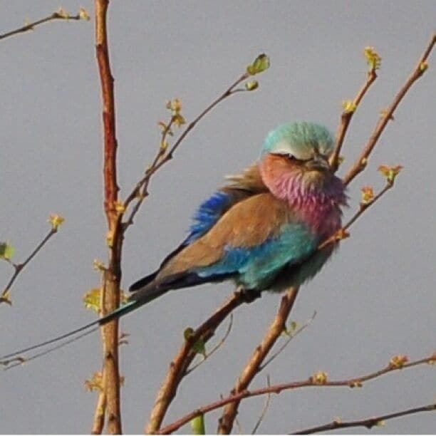 Keep an eye out for the little animals and birds too. There is so much beauty here that can get missed in the search for the big animals.