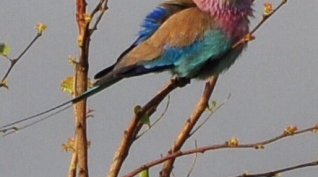 Keep an eye out for the little animals and birds too. There is so much beauty here that can get missed in the search for the big animals.