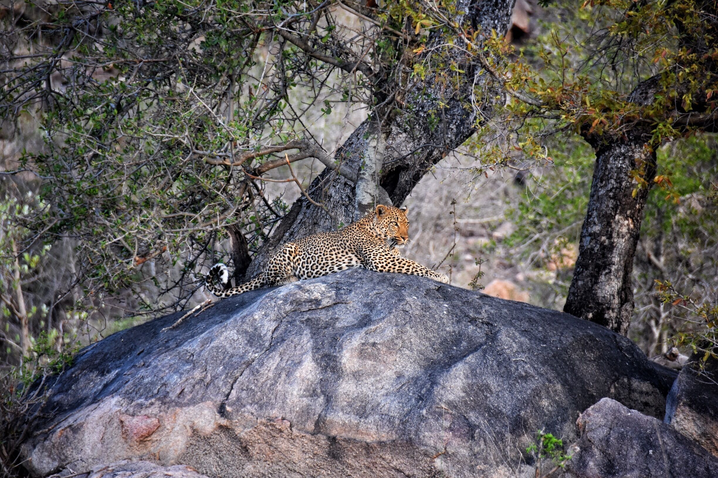 Watched this leopard for about an hour. It was fantastic.