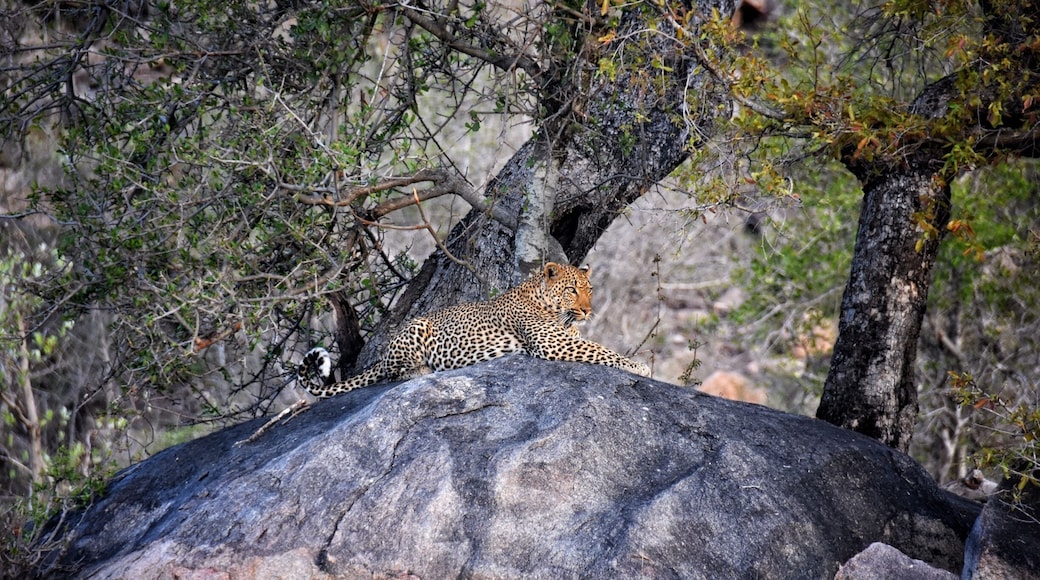 Watched this leopard for about an hour. It was fantastic.