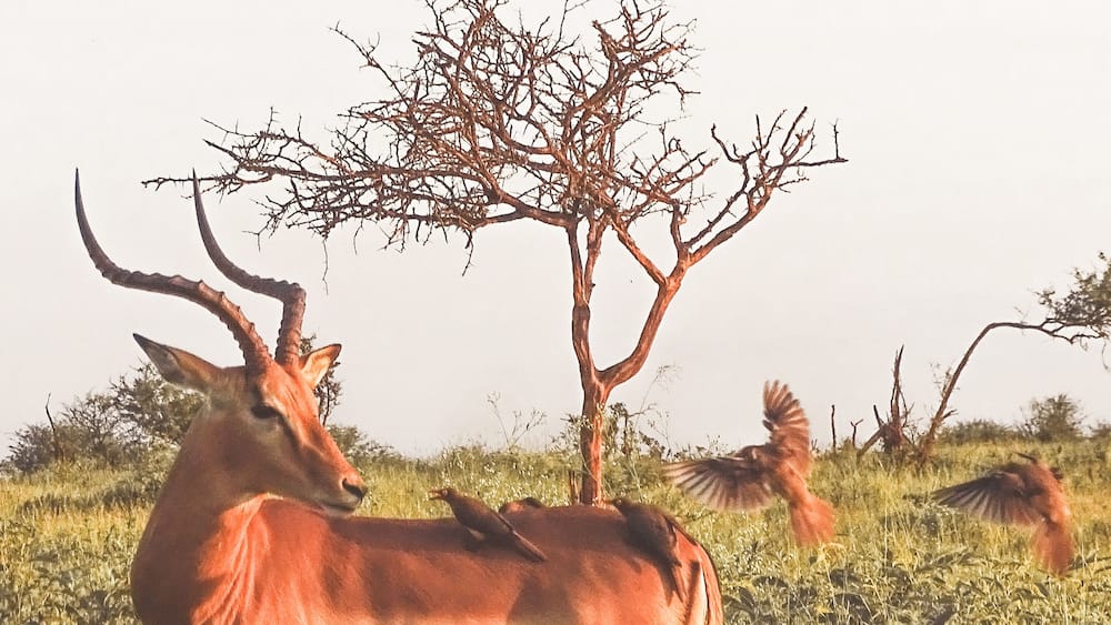A kudu antelope in a grassy savanna with a tree and another antelope in the background.