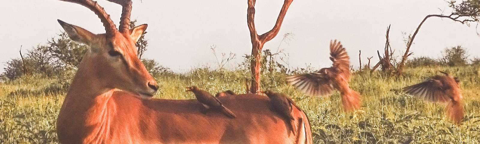 Una antílope kudu en una sabana herbosa con un árbol y otra antílope al fondo.